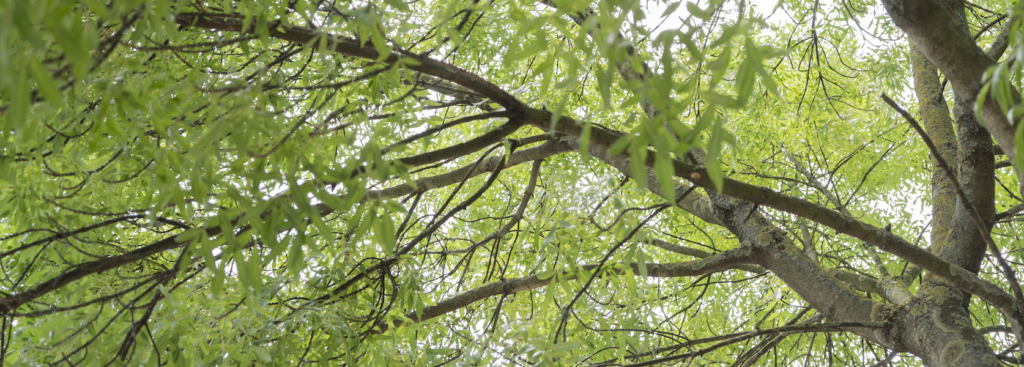 Clinic for Dissociative Studies