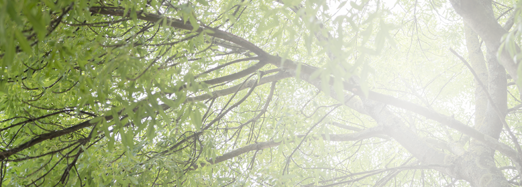 Clinic for Dissociative Studies